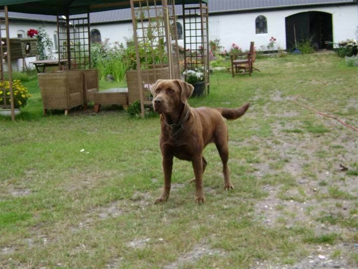 Blanding af racer Nala billede 2