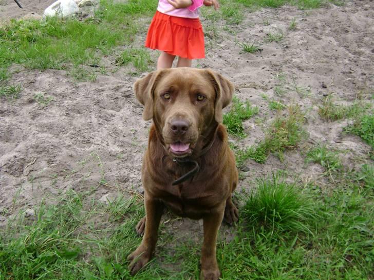 Blanding af racer Nala billede 3