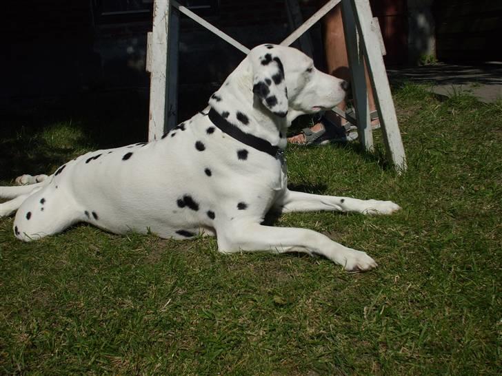 Dalmatiner Rico - Var det bolden? billede 9