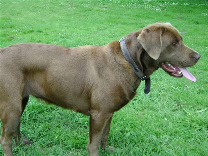 Blanding af racer Nala billede 4