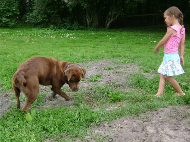 Blanding af racer Nala billede 5