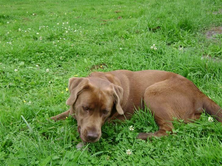 Blanding af racer Nala billede 6