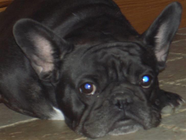 Fransk bulldog Abby billede 6