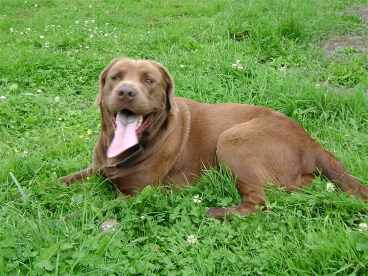 Blanding af racer Nala billede 7