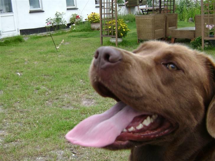 Blanding af racer Nala billede 8