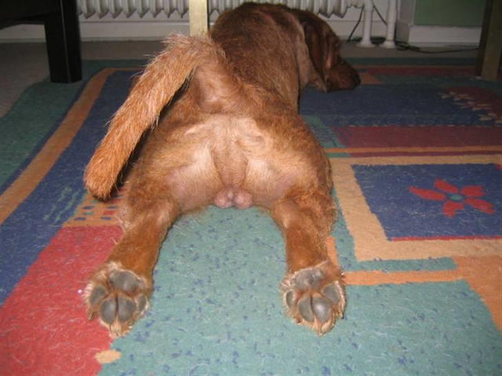 Basset fauve de bretagne Fjordkærs Ingolf - jeps de er der begge 2 billede 4