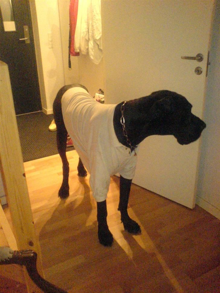 Grand danois Baloo - Og det her syntes far er sjovt billede 6