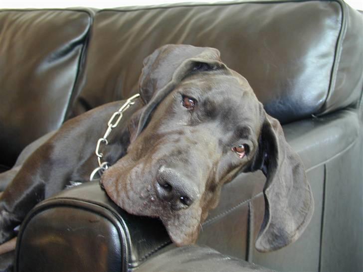 Grand danois Baloo - Nyder at hygge i sofaen billede 7