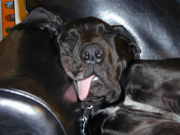 Grand danois Baloo - Man kan ikke holde på noget man ikke har i poterne... specielt ikke når man er i drømmeland billede 8