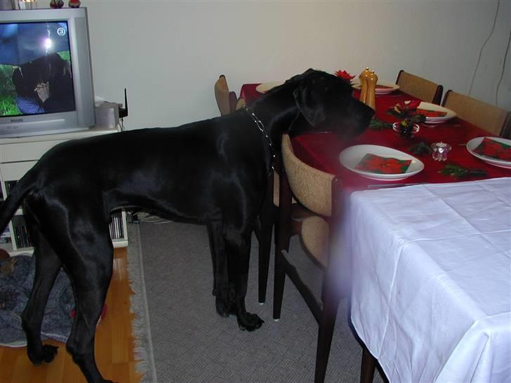 Grand danois Baloo - Hvad er det mor har sat på bordet?? Afklip fra en granskov?.... Hhmmmmm billede 9