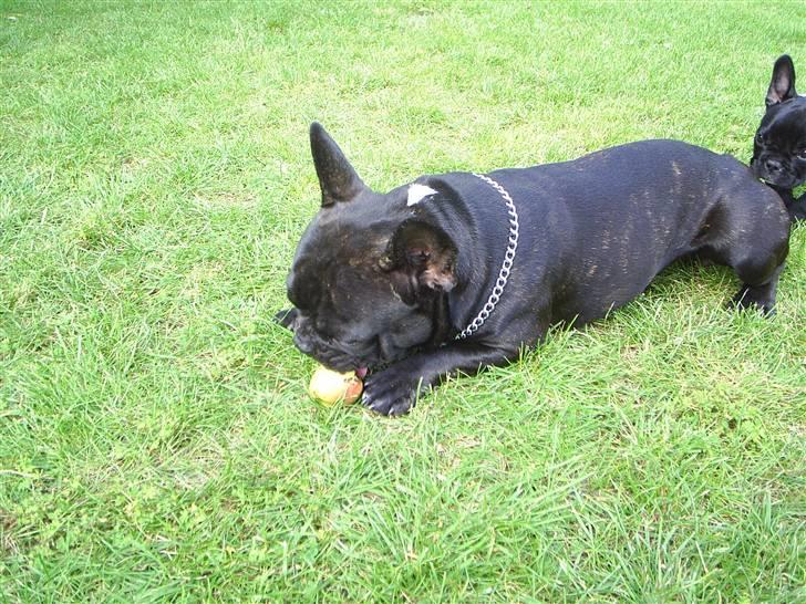 Fransk bulldog THORKILD SOLGT - dejligt med et æble billede 7
