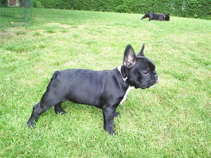 Fransk bulldog THORKILD SOLGT - en rigtig dejlig lille dame  billede 8