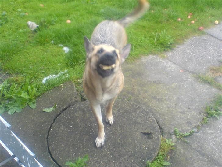 Blanding af racer sacia billede 12