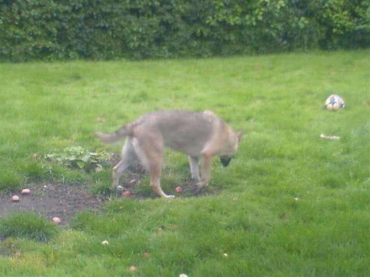 Blanding af racer sacia billede 14