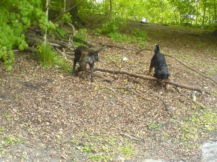 Blanding af racer sacia billede 15