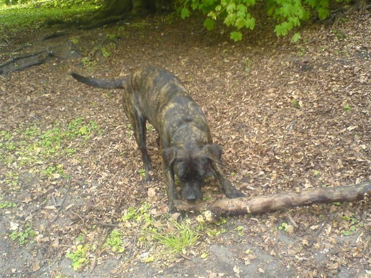 Blanding af racer sacia billede 16