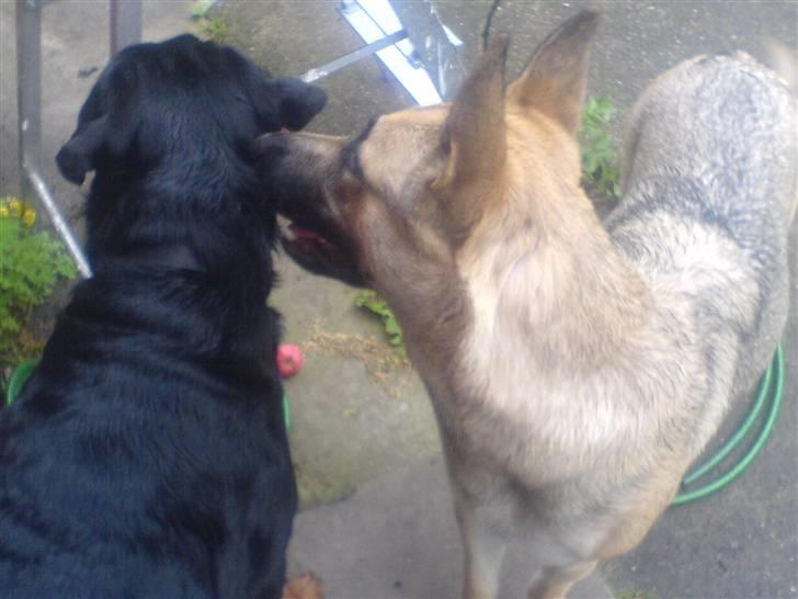 Rottweiler chang billede 14