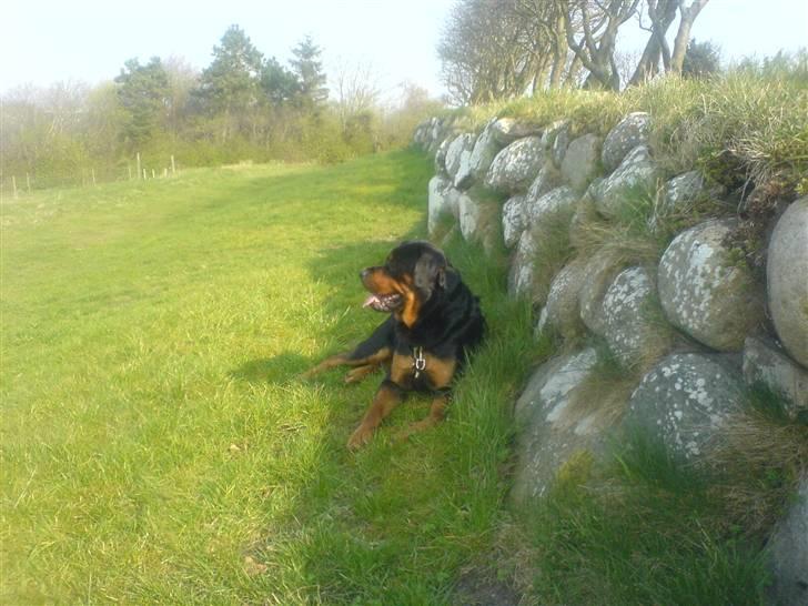 Rottweiler chang billede 15