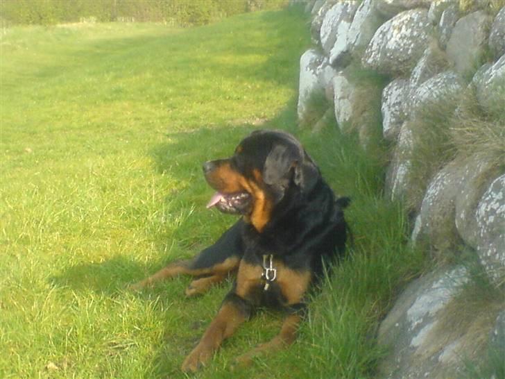 Rottweiler chang billede 16