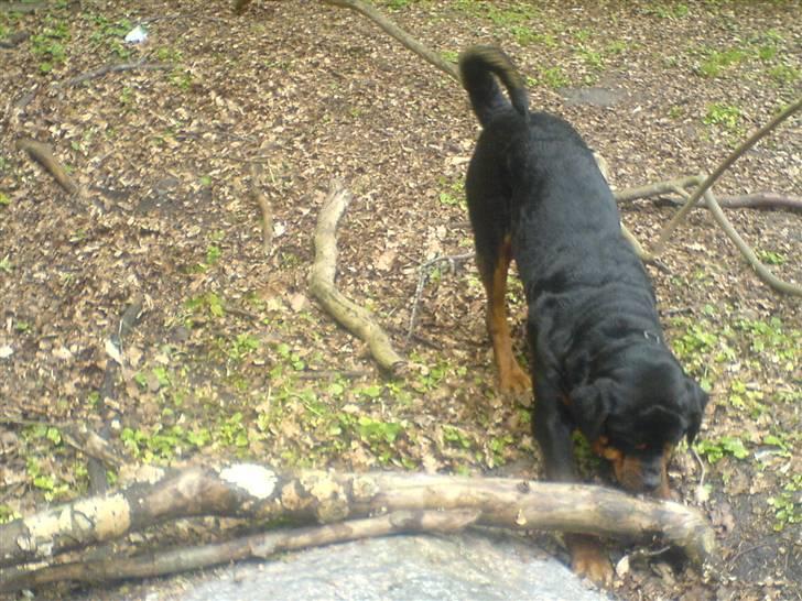 Rottweiler chang billede 17