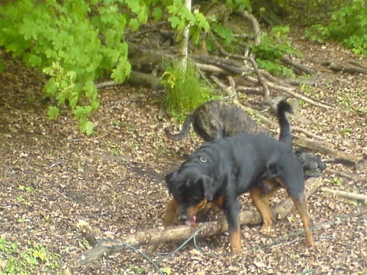 Rottweiler chang billede 18