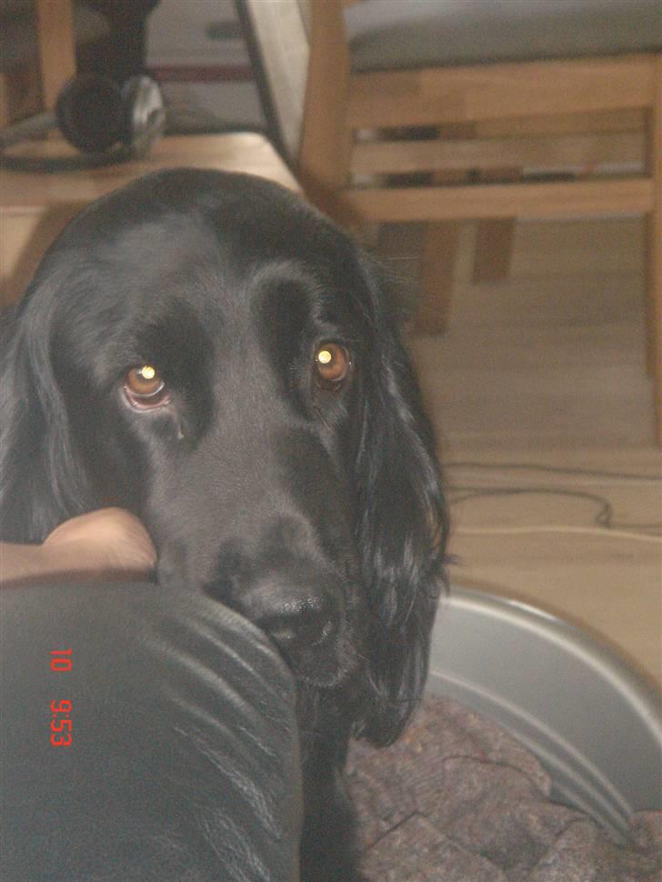 Blanding af racer Freja *Himmelhund* - Øv, hvor er det en hård verden! Jeg er lige kommet hjem fra sterilisering.... Jeg har det bare så træls... billede 3