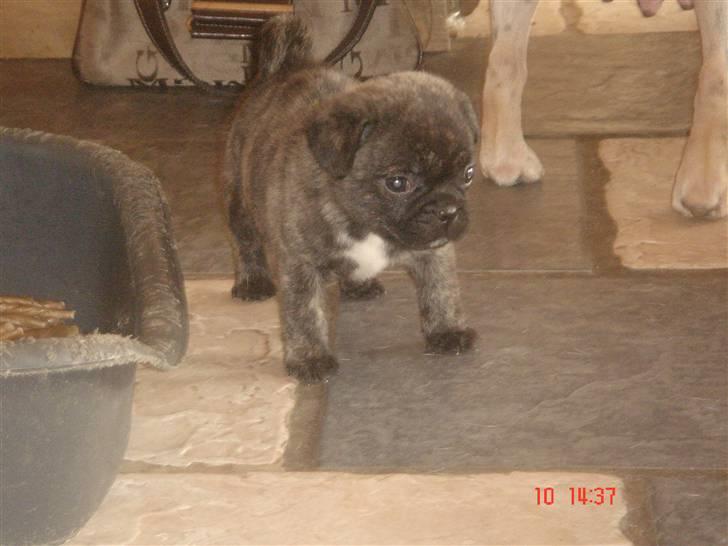 Blanding af racer Freja *Himmelhund* - Emma er min nye legekammerat.... billede 4