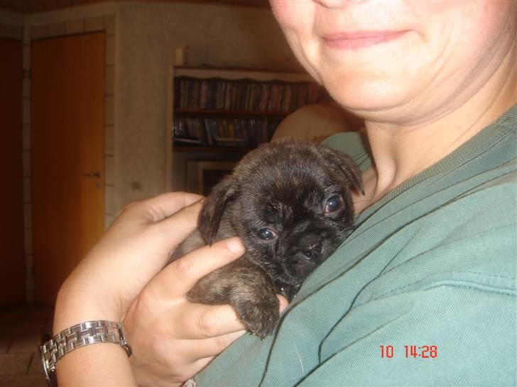 Blanding af racer Freja *Himmelhund* - Hun flytter ind d. 26/8-07.... Det bliver så sjovt. billede 5