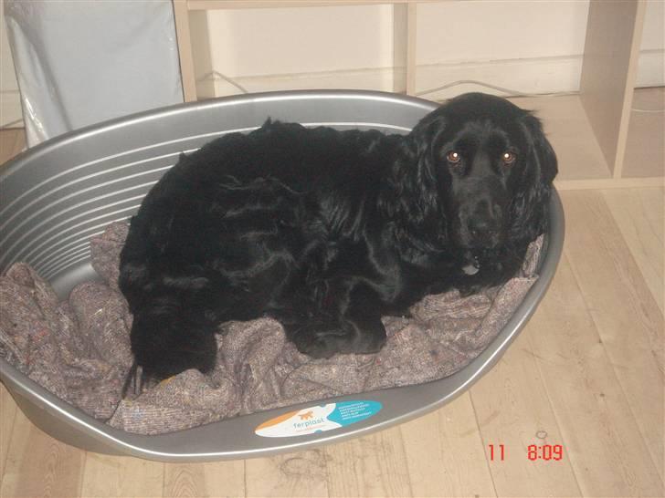 Blanding af racer Freja *Himmelhund* - Jeg er altså stadig lidt træt... GAB billede 6