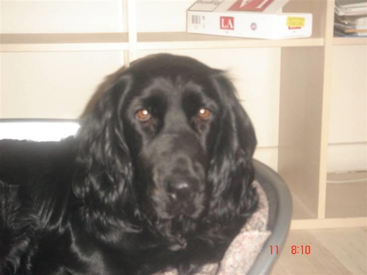 Blanding af racer Freja *Himmelhund* billede 7