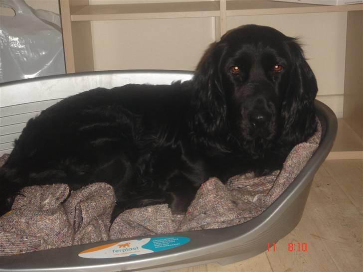 Blanding af racer Freja *Himmelhund* billede 8