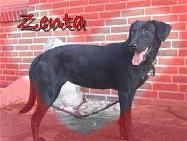 Labrador retriever Zenta, † 19-7-06 † savnet billede 9