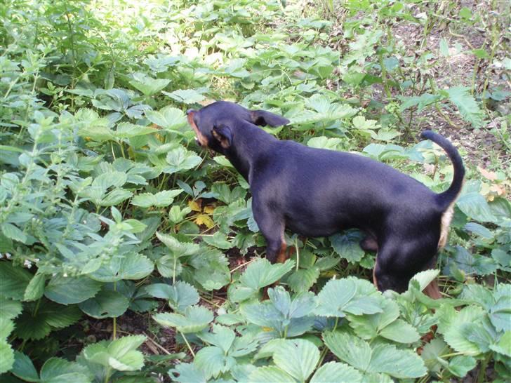 Dvaergpinscher arthur - jeg  plukker jordbær  billede 10