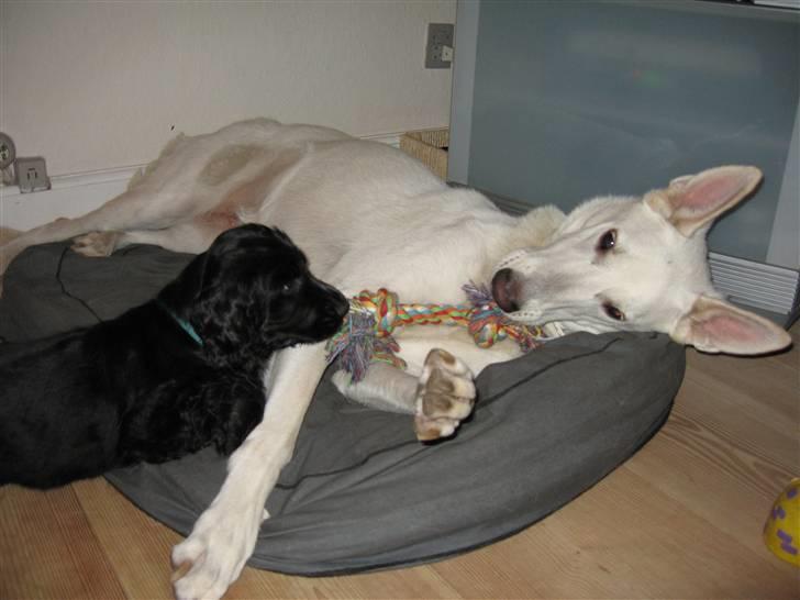 Cocker spaniel Terle billede 17