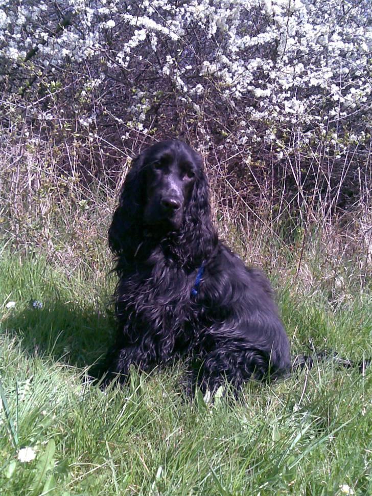 Cocker spaniel Terle billede 6