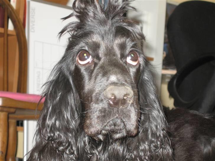 Cocker spaniel Terle - Hva sker der med det hår.... billede 9