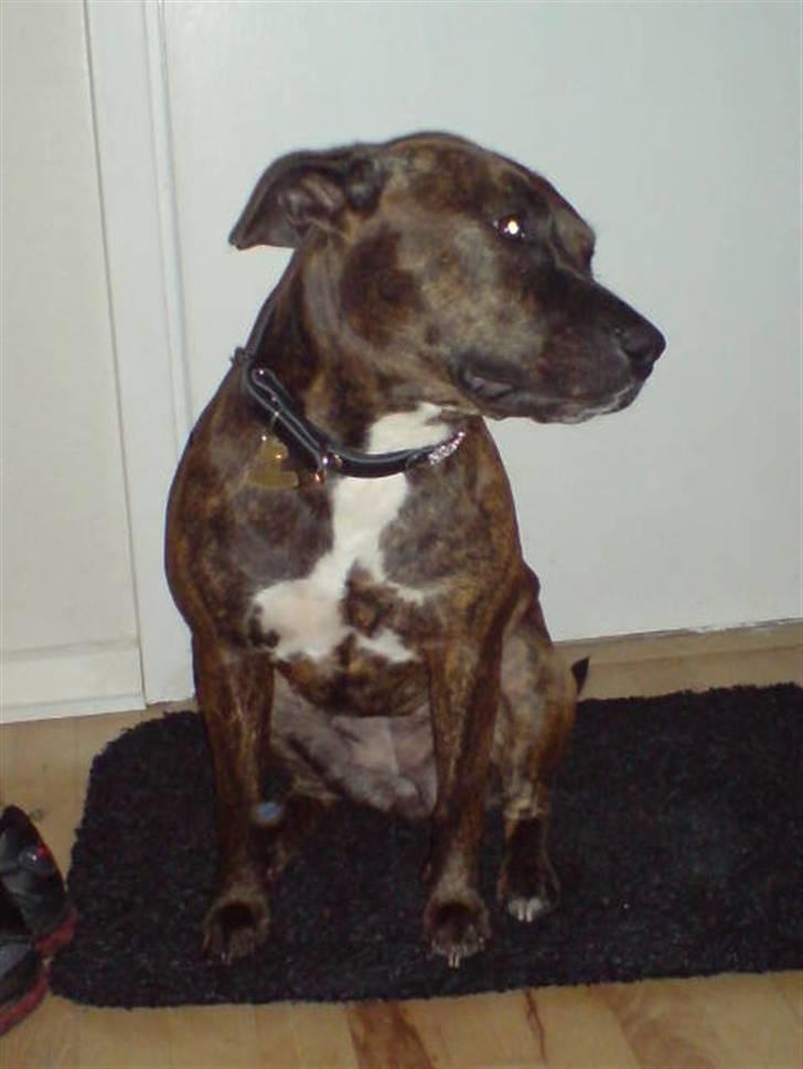Amerikansk staffordshire terrier Zoe billede 18