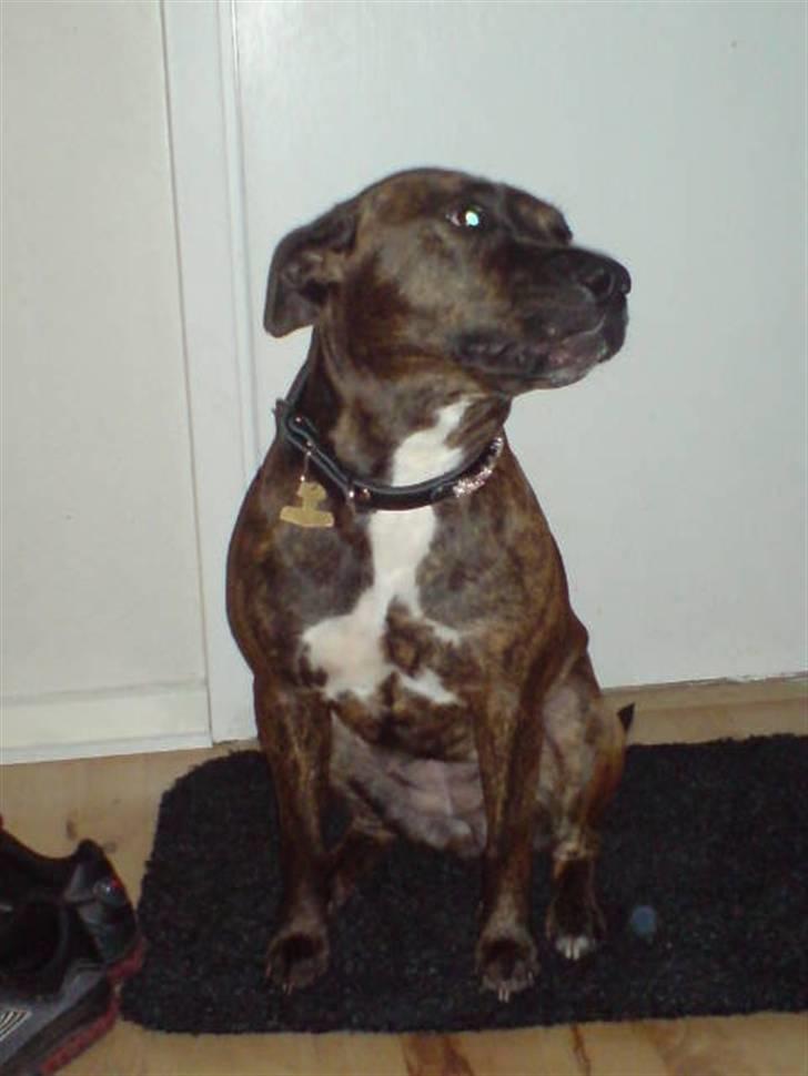 Amerikansk staffordshire terrier Zoe billede 19
