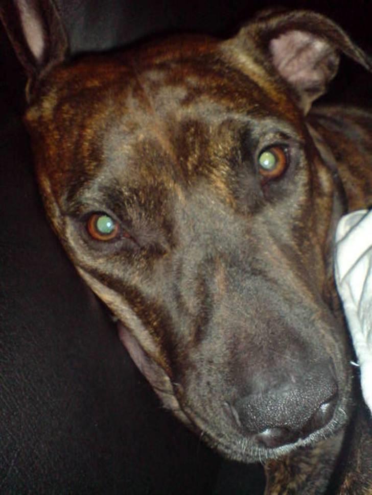 Amerikansk staffordshire terrier Zoe billede 20