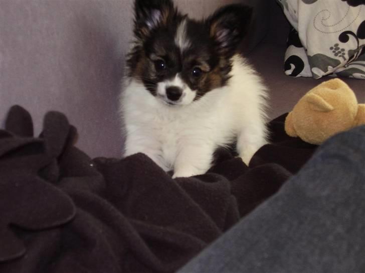Papillon Ziva - 9 uger gl .. sååå nuser :o) billede 1