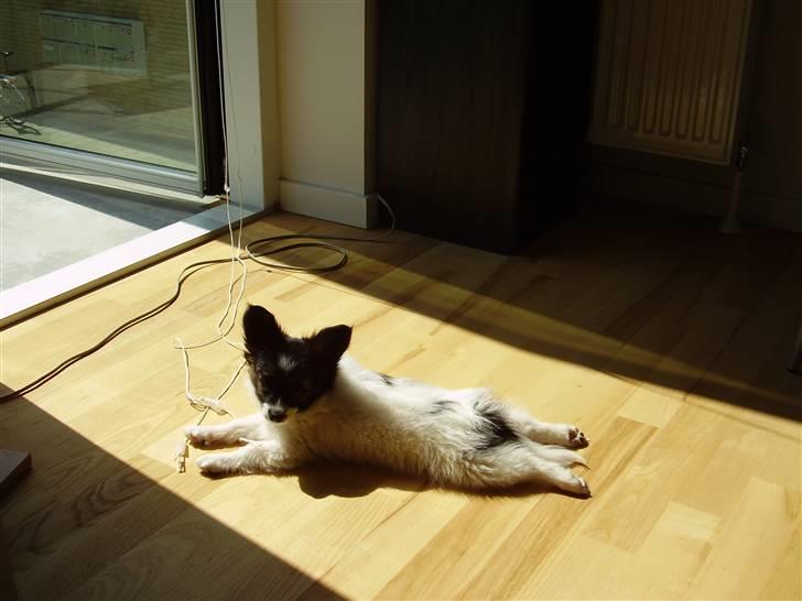 Papillon Ziva - Det er så fantastisk at ligge og varme sig i solen - og lege med snoren fra persiennerne billede 2