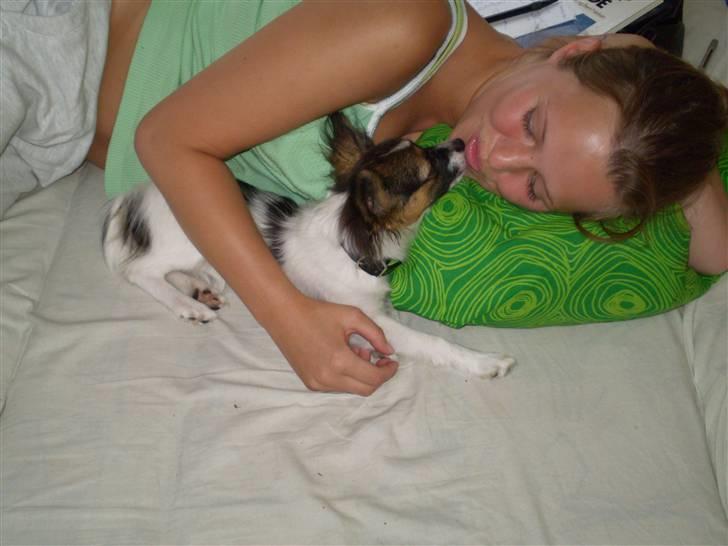 Papillon Ziva - Mysser til moar :o) billede 3