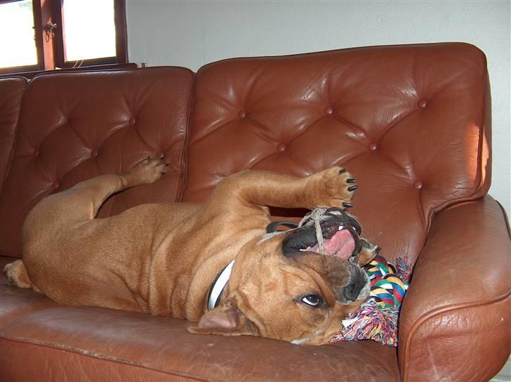 Engelsk bulldog tyson billede 15