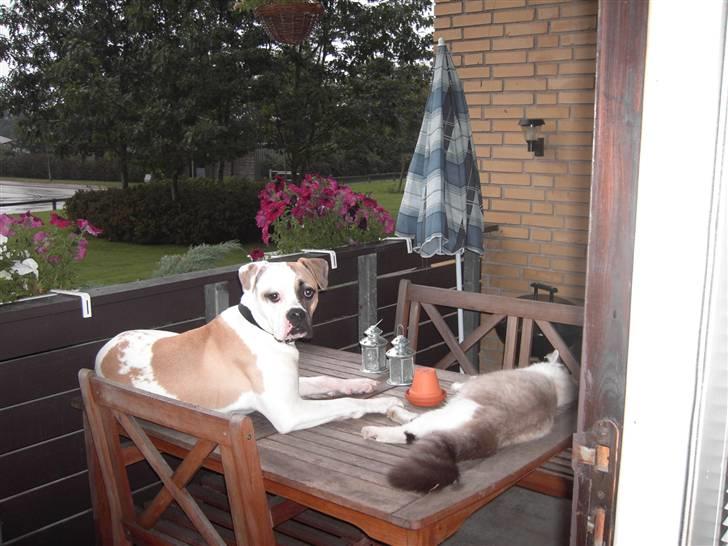 Amerikansk bulldog liva - hmmm, gad vide om missen ikke flytter sig om lidt... hehehehehe billede 8