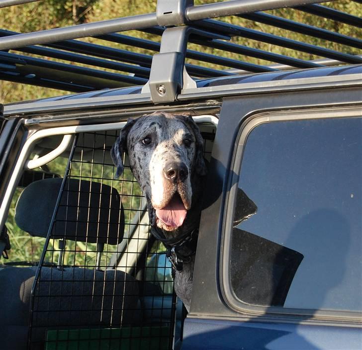 Grand danois Thor billede 16