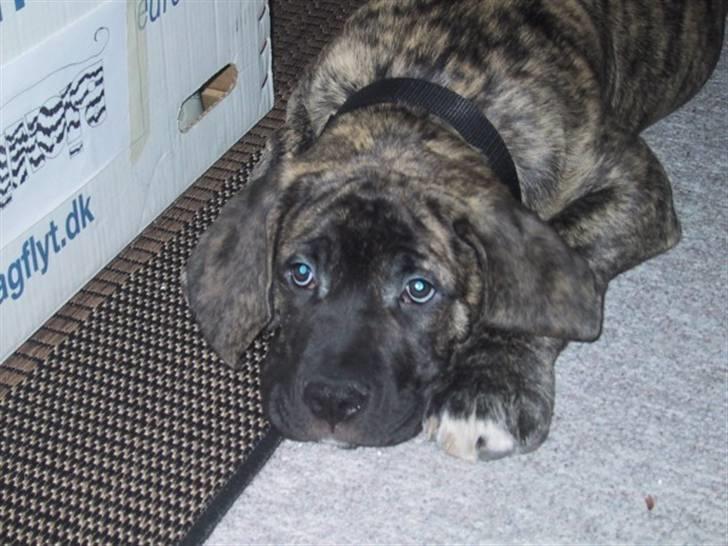 Blanding af racer Pablo - Pablo, 3 mdr billede 1