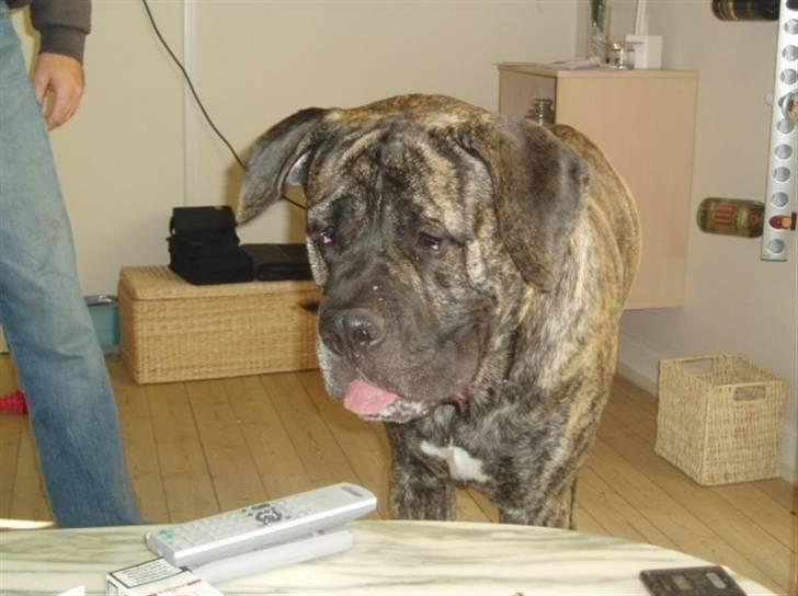 Blanding af racer Pablo - Pablo, ca 2 år billede 2