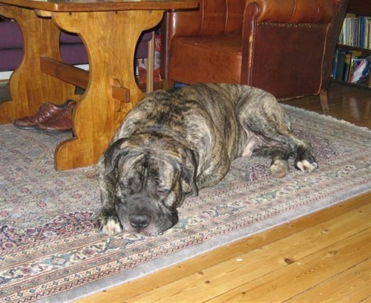 Blanding af racer Pablo - Pablo, 2½ år billede 3