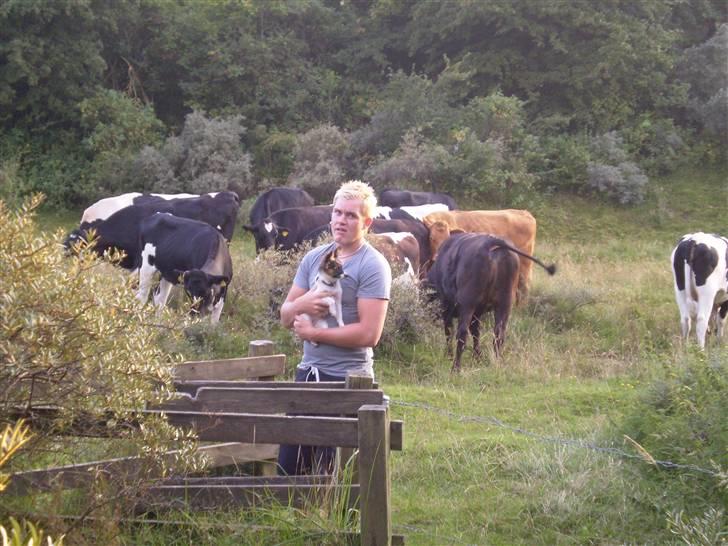 Papillon Ziva - Det kan godt være lidt skræmmende med alle de køer - så er det godt, far kommer til undsætning billede 4