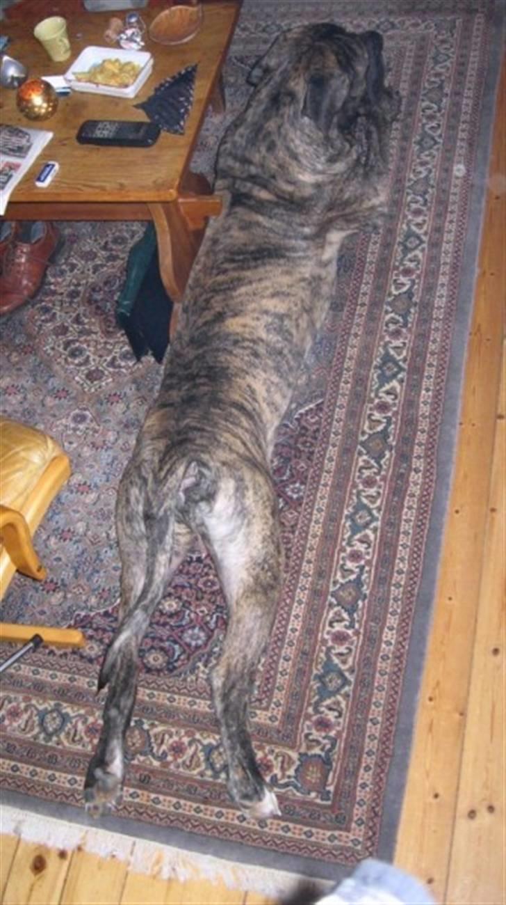 Blanding af racer Pablo - Pablo, 2½ år billede 4